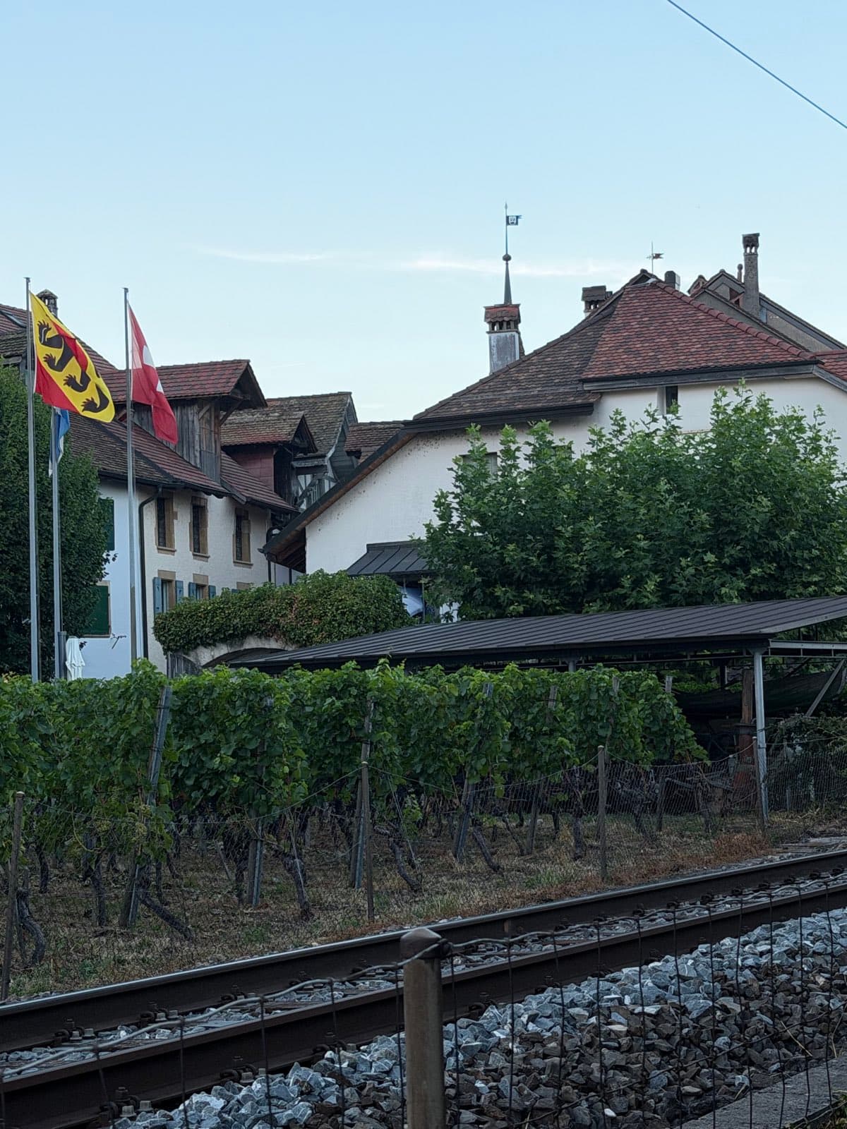 Rebberge und Bahngleis in Ligerz am Bielersee im Abendlicht