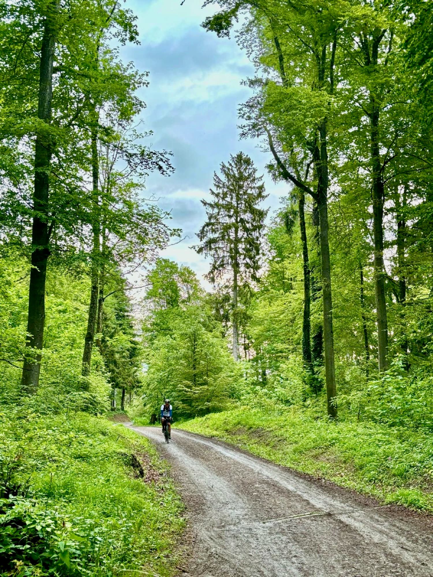 Auf und ab durch die Wälder
